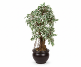 Artificial Variegated Ficus Bonsai Tree - 2ft
